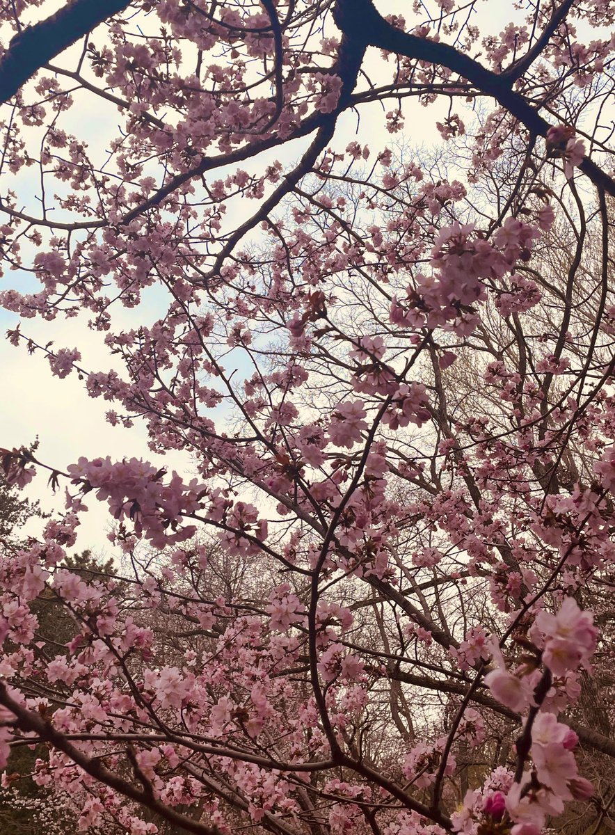 桜🌸見てきた〜