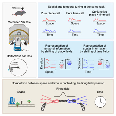 CUHK Gerald Choa Neuroscience Institute (@cuhk_gcni) on Twitter photo How does the brain encode SPACE and TIME together? Dr. Wang Cheng (<a href="/flycattomoon/">Cheng Wang</a>) reveals hippocampal CA1 neurons competitively integrate both! Spatial fields shift with time, time cells adjust by distance. Join us May 15, 4-5PM, CUHK G01/Area39.
gcni.cuhk.edu.hk/wang/ How does the brain encode SPACE and TIME together? Dr. Wang Cheng (<a href="/flycattomoon/">Cheng Wang</a>) reveals hippocampal CA1 neurons competitively integrate both! Spatial fields shift with time, time cells adjust by distance. Join us May 15, 4-5PM, CUHK G01/Area39.
gcni.cuhk.edu.hk/wang/