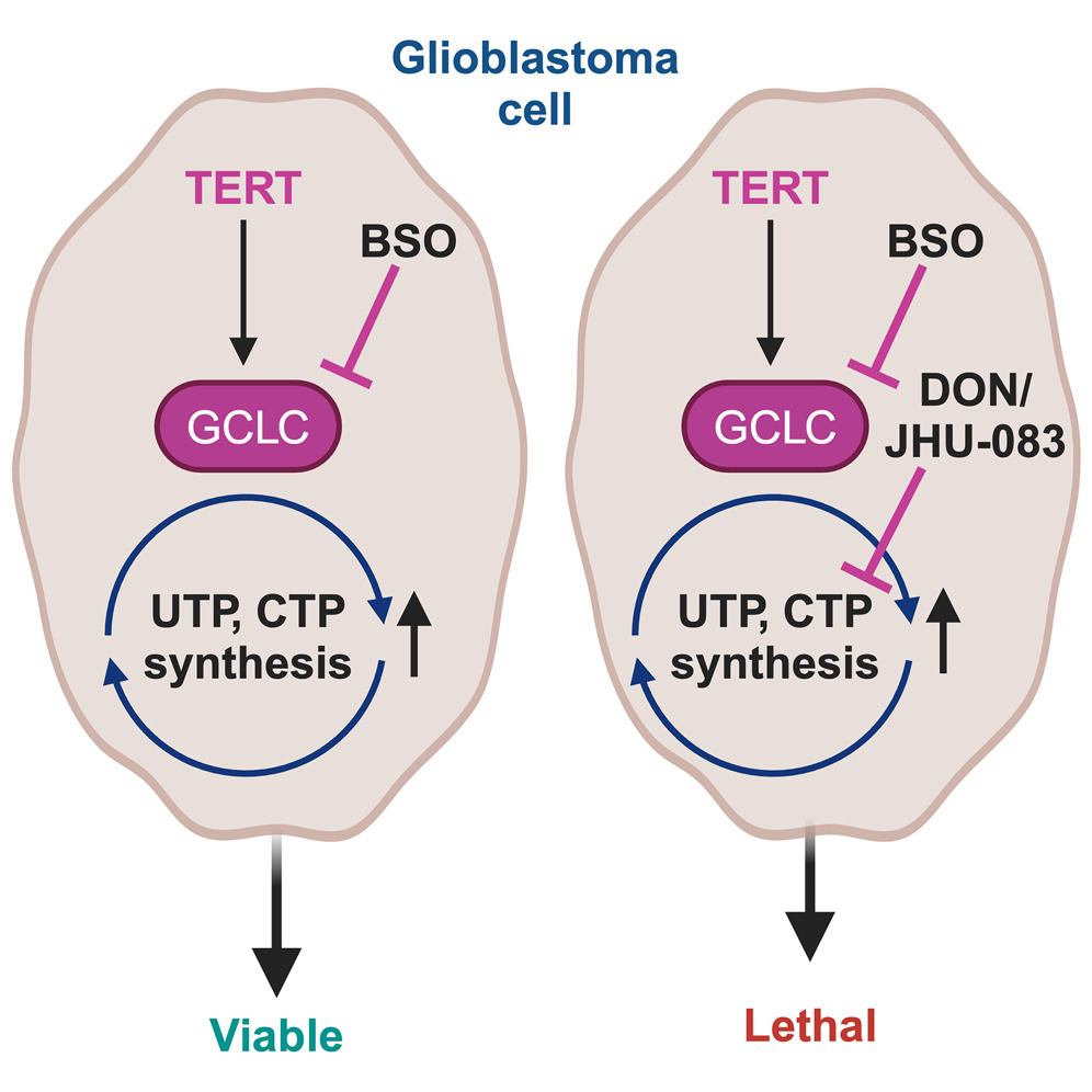 sreeparna_b's tweet image. Last week&apos;s papers on #cancer #metabolism and #glutamine via @Bims_BiomedNews 

biomed.news/bims-glucam/20…

Top pick: Combined inhibition of de novo glutathione and nucleotide biosynthesis is synthetically lethal in glioblastoma pubmed.ncbi.nlm.nih.gov/40253695/