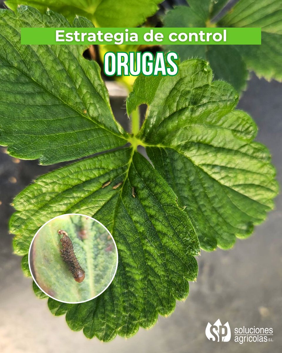 SP_Soluciones's tweet photo. ☀️🌡Con la subida de temperaturas por encima de los 25 ºC en el caso de la #fresa 🍓 y con la plantación nueva de #frambuesa y #mora, nos encontramos con ataques de #orugas 🪱. https://t.co/zahiwUlHJ0