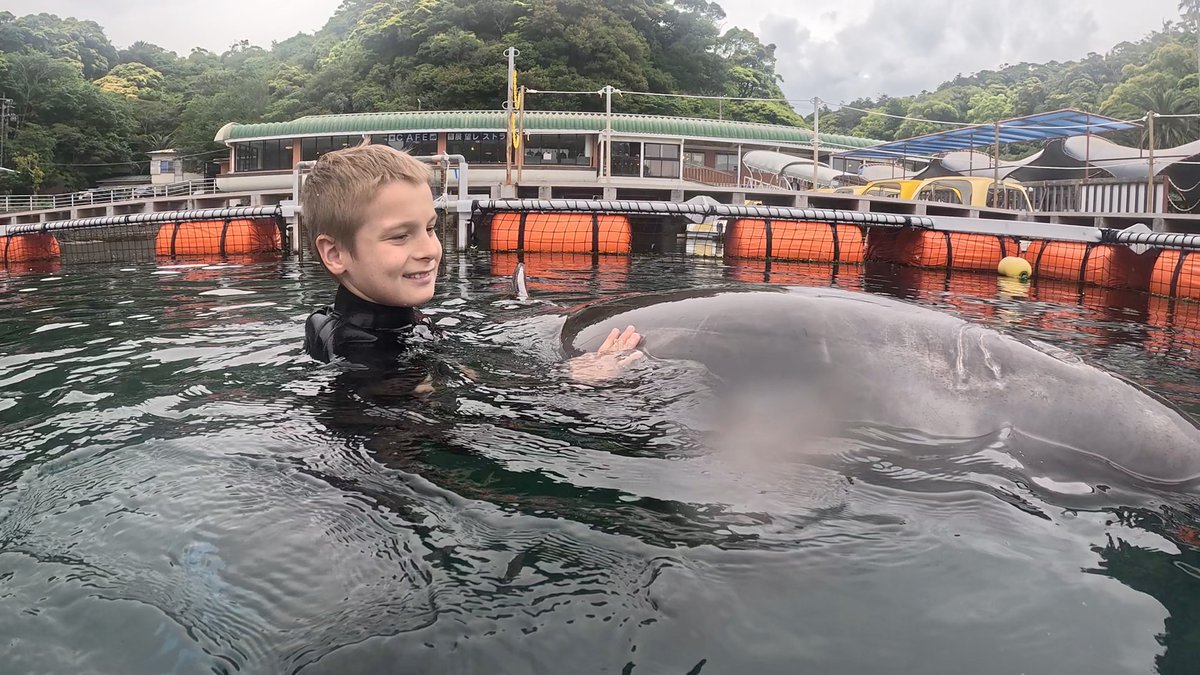 Dolphin_Beach_'s tweet photo. イルカフィーバー🐬
#ドルフィンスイム #イルカと泳ぐ #海が好き #イルカ #ダイビング #dolphin #dolphinswimming #pool #下田海中水族館 #下田 #伊豆 #水族館 #体験ダイビング #ドルフィンダイビング #いるか #カマイルカ #イルカと泳ぎたい https://t.co/jJ1c35A97I