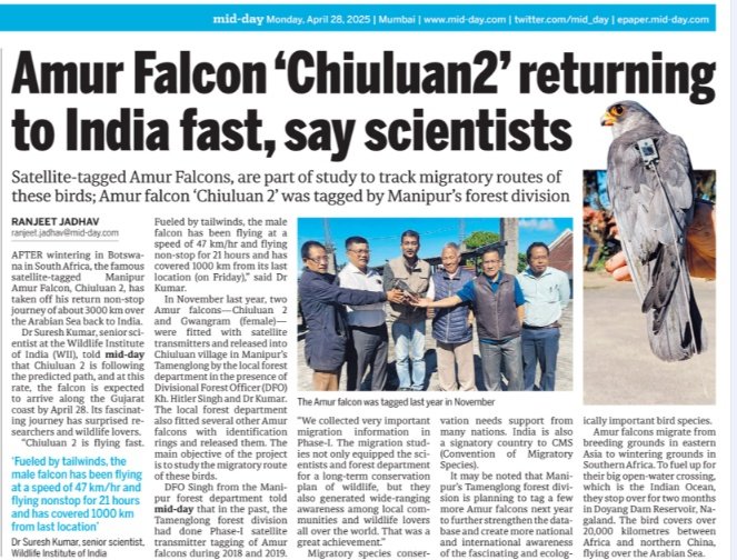 Ranjeet Shamal Bajirao Jadhav (@ranjeetnature) on Twitter photo Amur Falcon ‘Chiuluan 2’ returning to India fast, say scientists.
mid-day.com/mumbai/mumbai-…
#Chiuluan2 #amurfalcon
<a href="/wii_india/">Wildlife Institute of India</a> <a href="/vrtiwari1/">Virendra Tiwari</a> <a href="/sureshwii/">Suresh Kumar</a> <a href="/CeoManipur/">The CEO Manipur</a> <a href="/manipurmygov/">MyGov Manipur</a>
<a href="/PIBImphal/">PIB in Manipur</a> Amur Falcon ‘Chiuluan 2’ returning to India fast, say scientists.
mid-day.com/mumbai/mumbai-…
#Chiuluan2 #amurfalcon
<a href="/wii_india/">Wildlife Institute of India</a> <a href="/vrtiwari1/">Virendra Tiwari</a> <a href="/sureshwii/">Suresh Kumar</a> <a href="/CeoManipur/">The CEO Manipur</a> <a href="/manipurmygov/">MyGov Manipur</a>
<a href="/PIBImphal/">PIB in Manipur</a>