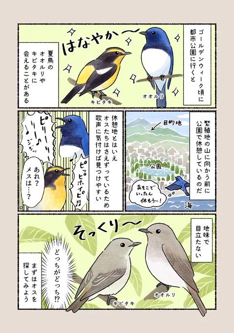 「こんな綺麗な鳥が公園に?」
春は鳥が渡ってくる季節。近所の公園で憧れの鳥に会えるかも! 