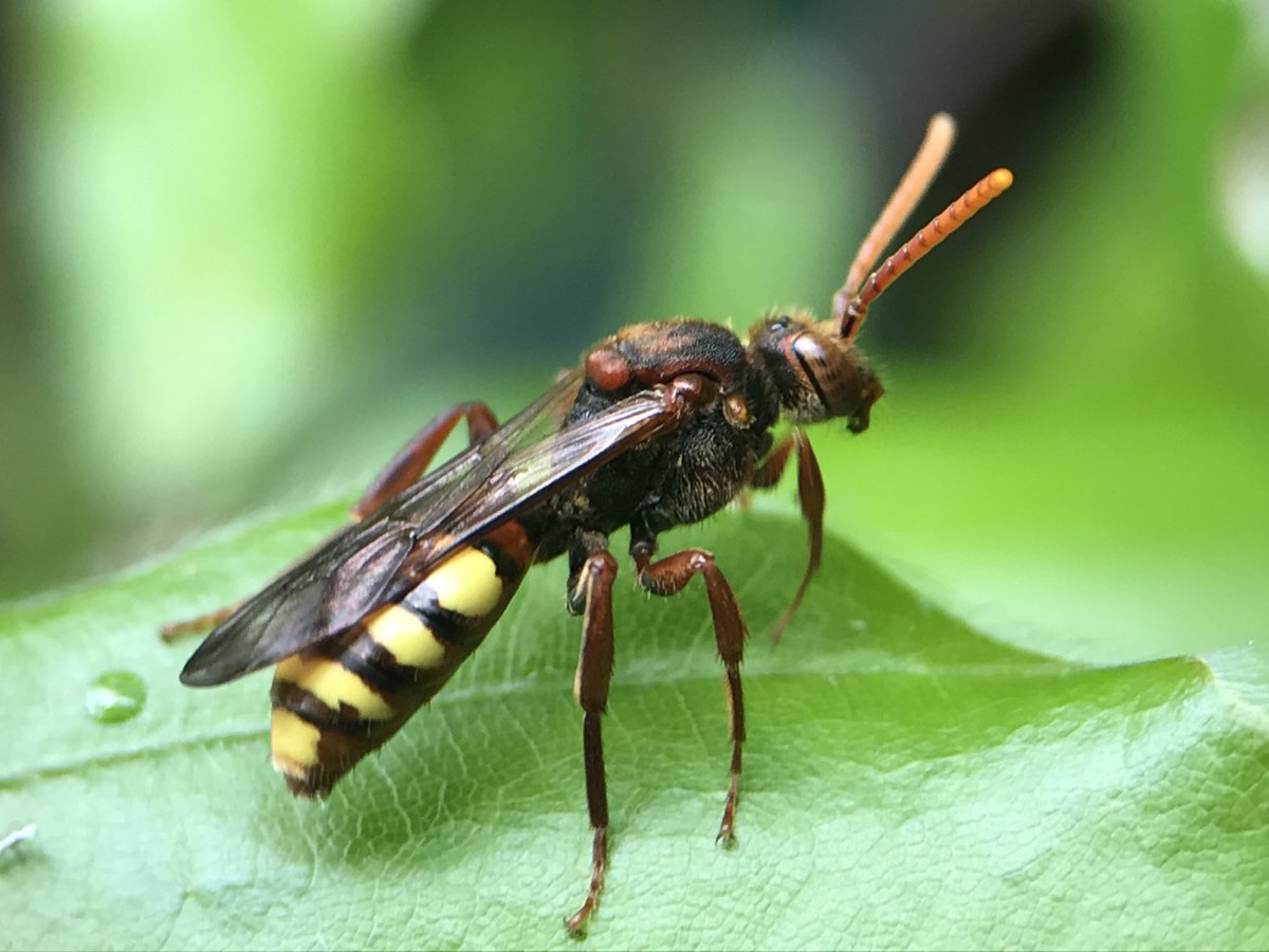 treeruss's tweet photo. Flavous Nomad Bee (Nomada flava)

A cuckoo bee that exploits Chocolate Mining Bees (photo 4) by laying its eggs in their nests. The Nomad larvae kills the host egg and then feeds on its pollen store.

#Nomada #Nomadaflava #CuckooBees #SolitaryBees #UKbees https://t.co/YbOeFdcKcx