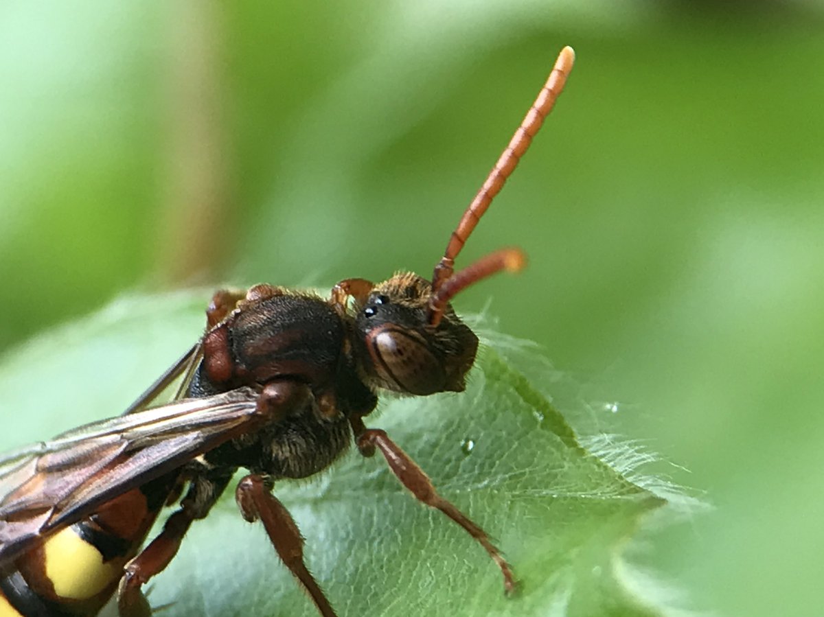 treeruss's tweet photo. Flavous Nomad Bee (Nomada flava)

A cuckoo bee that exploits Chocolate Mining Bees (photo 4) by laying its eggs in their nests. The Nomad larvae kills the host egg and then feeds on its pollen store.

#Nomada #Nomadaflava #CuckooBees #SolitaryBees #UKbees https://t.co/YbOeFdcKcx