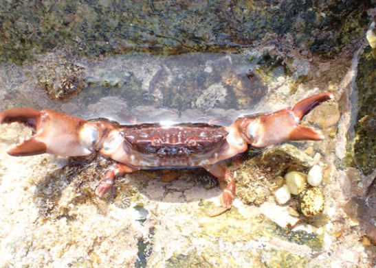 Porcupine Marine (@porcupinemnhs) on Twitter photo Our next featured article from the latest issue of the Bulletin of the <a href="/PorcupineMNHS/">Porcupine Marine</a> is - Comparing the intertidal fauna of Alderney: 1956 and 2024 by Roger Herbert. If you want to find out more why not become a member pmnhs.co.uk/why-not-join-us Our next featured article from the latest issue of the Bulletin of the <a href="/PorcupineMNHS/">Porcupine Marine</a> is - Comparing the intertidal fauna of Alderney: 1956 and 2024 by Roger Herbert. If you want to find out more why not become a member pmnhs.co.uk/why-not-join-us