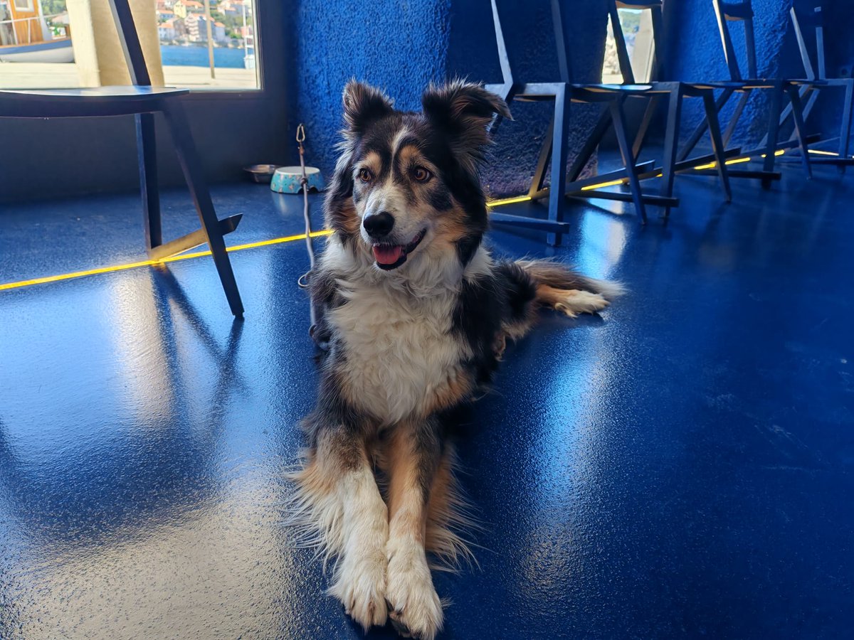 Although dogs are not allowed in the exhibition area of the Museum of Apoxyomenos, we are happy to welcome them at the reception. This is Roza, who brightened our morning the other day while patiently waiting for her owners to explore the exhibition. 🐕