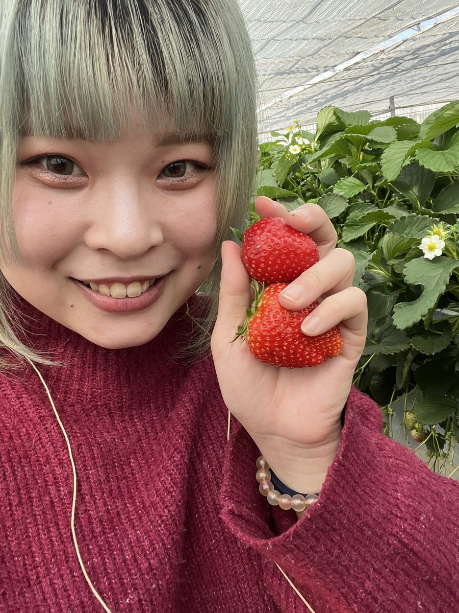 いちごたくさん🍓
どれも大きくて甘くて最高だた🍓

さて問題！
おいらはいちごなんこたべたでしょーか！