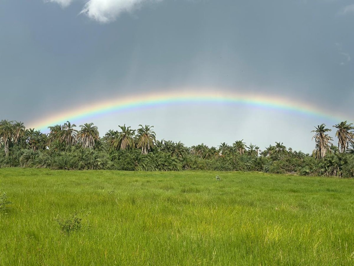 ElephantTrust's tweet image. April transforms Amboseli! 
With rains, elephants and other wildlife roam beyond the Park to lush community lands. Though sightings of elephants are lower at this time, dramatic skies and snow-capped Kilimanjaro make it breathtaking!