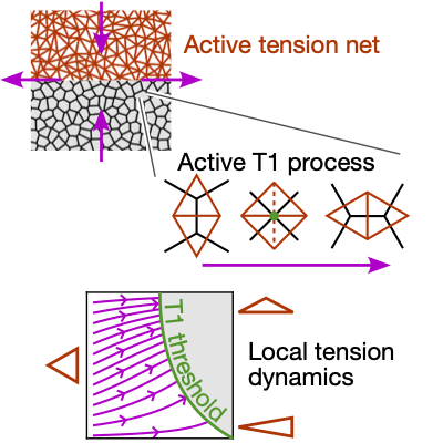 PRX_Life's tweet image. Using active tension networks, scientists developed a mean-field model to describe how tissue flows arise in epithelial tissue, showing how cell polarity and external forces can overcome self-limiting in active plastic flows and sustain #morphogenesis.

🔗 go.aps.org/42rkMhi