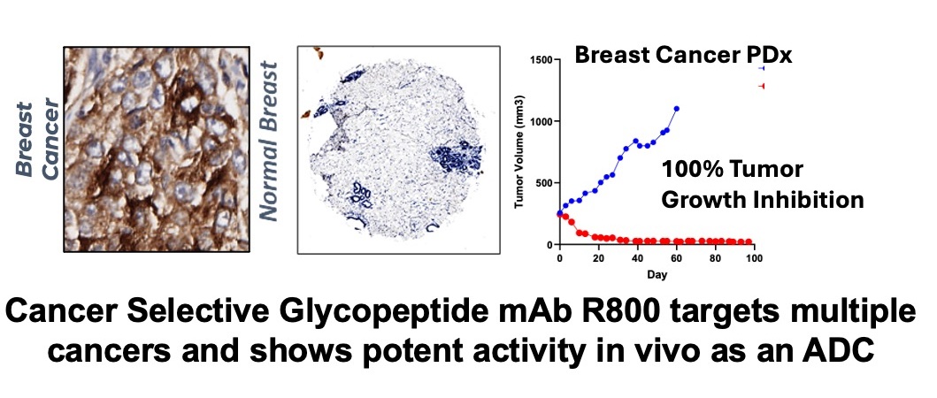 At #AACR2025 we are presenting GO-Therapeutics’ glyco-platform: converts classic targets into tumor-specific mAbs. Lead ADC R800-vedotin delivers sub-nM affinity &amp; potent PDx efficacy - sparing healthy tissue. Poster 9 AM, Sec 34/2131. #Oncology #ADC #Glycobiology