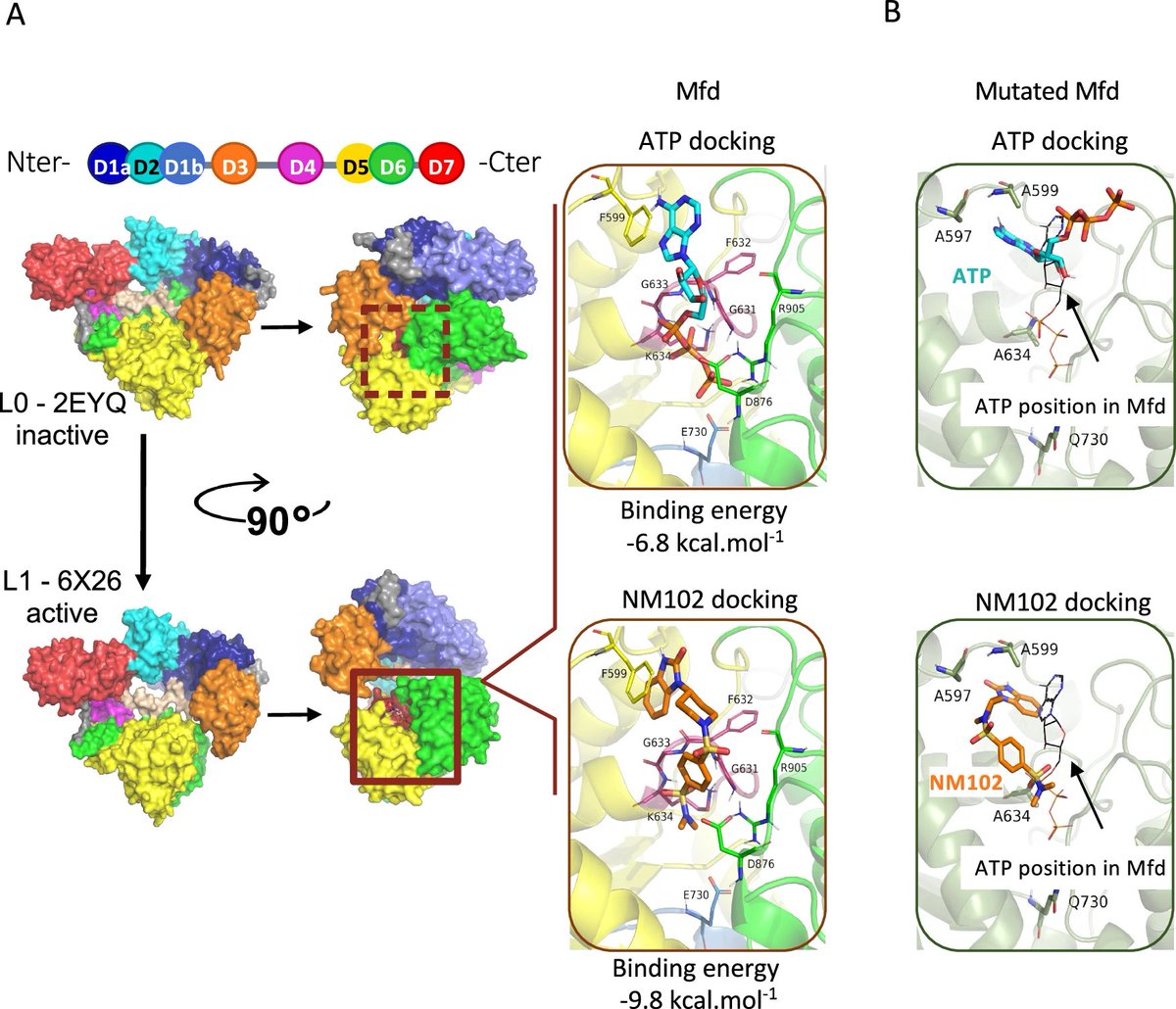 🚨Thrilled to share our collaborative work led by our colleagues from <a href="/INRAE_France/">INRAE</a>, out in <a href="/NatureComms/">Nature Communications</a> 

"An anti-virulence drug targeting the evolvability protein Mfd protects against infections with antimicrobial resistant ESKAPE pathogens"

👉nature.com/articles/s4146…