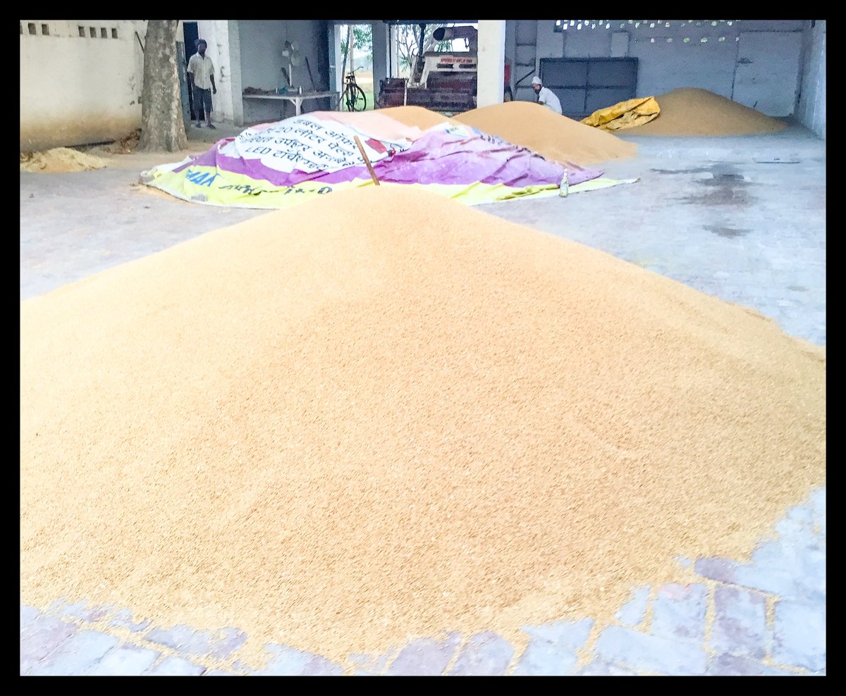 Asli Sona. #Punjab #Harvest