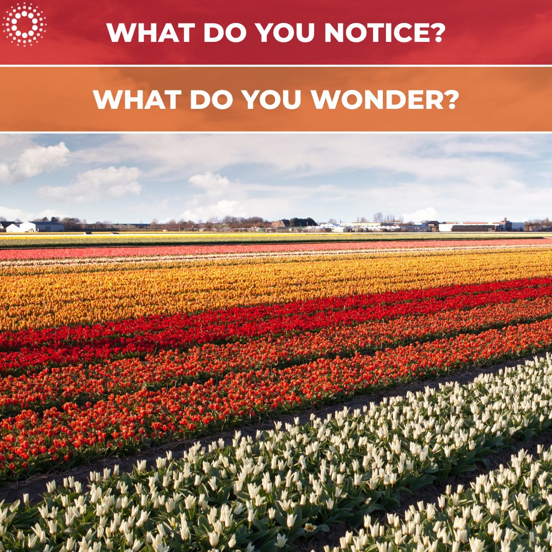 For this week's #mathdiscoursemonday, let's do a little tulip talk!

🌷 What do you notice? 

🌷 What do you wonder?

Comment ⬇️
