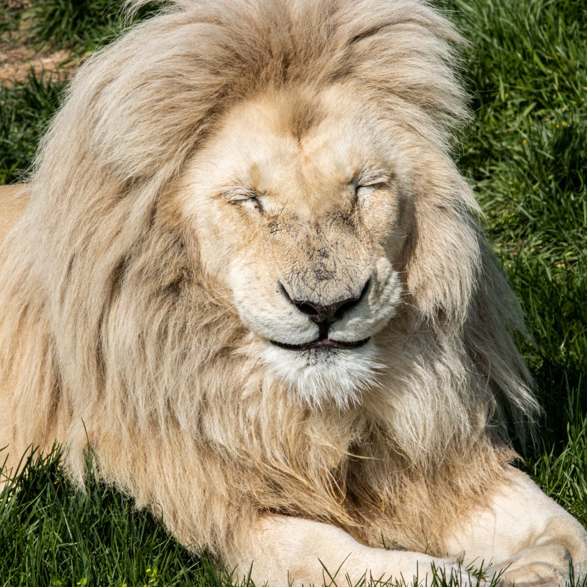 TheTorontoZoo's tweet photo. What #TOSpring (and a new month) has me feeling ☀️🦁 #ManeMonday https://t.co/xUnOYdUBIV