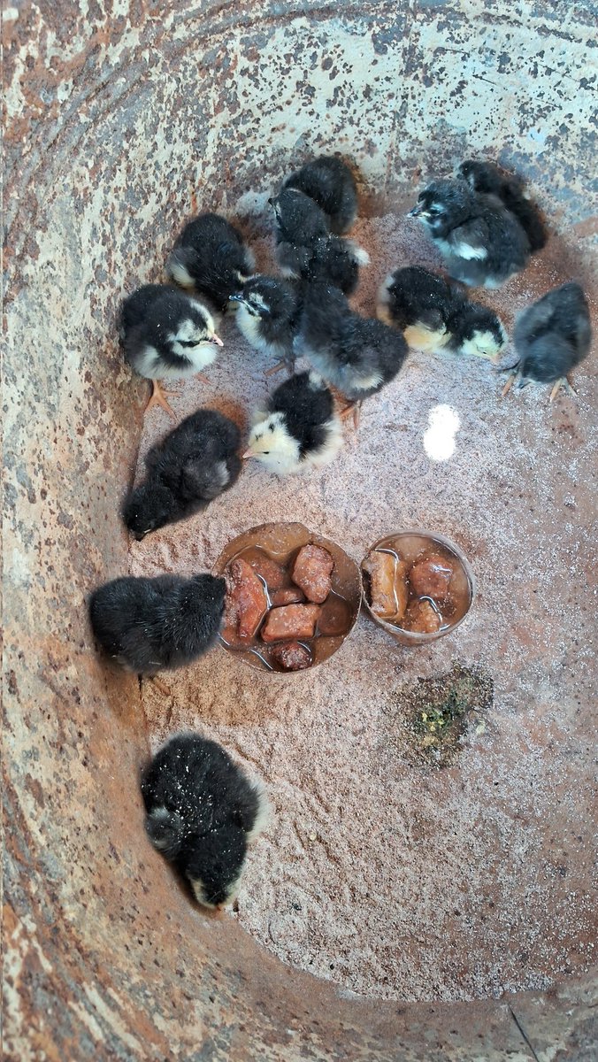 ChitsigaFarm's tweet photo. We've started receiving our 1st chicks. It's been a patient few months of learning, setting up, and patience. We're happy to produce our own chickens in-house. https://t.co/DkLGnEPNRy