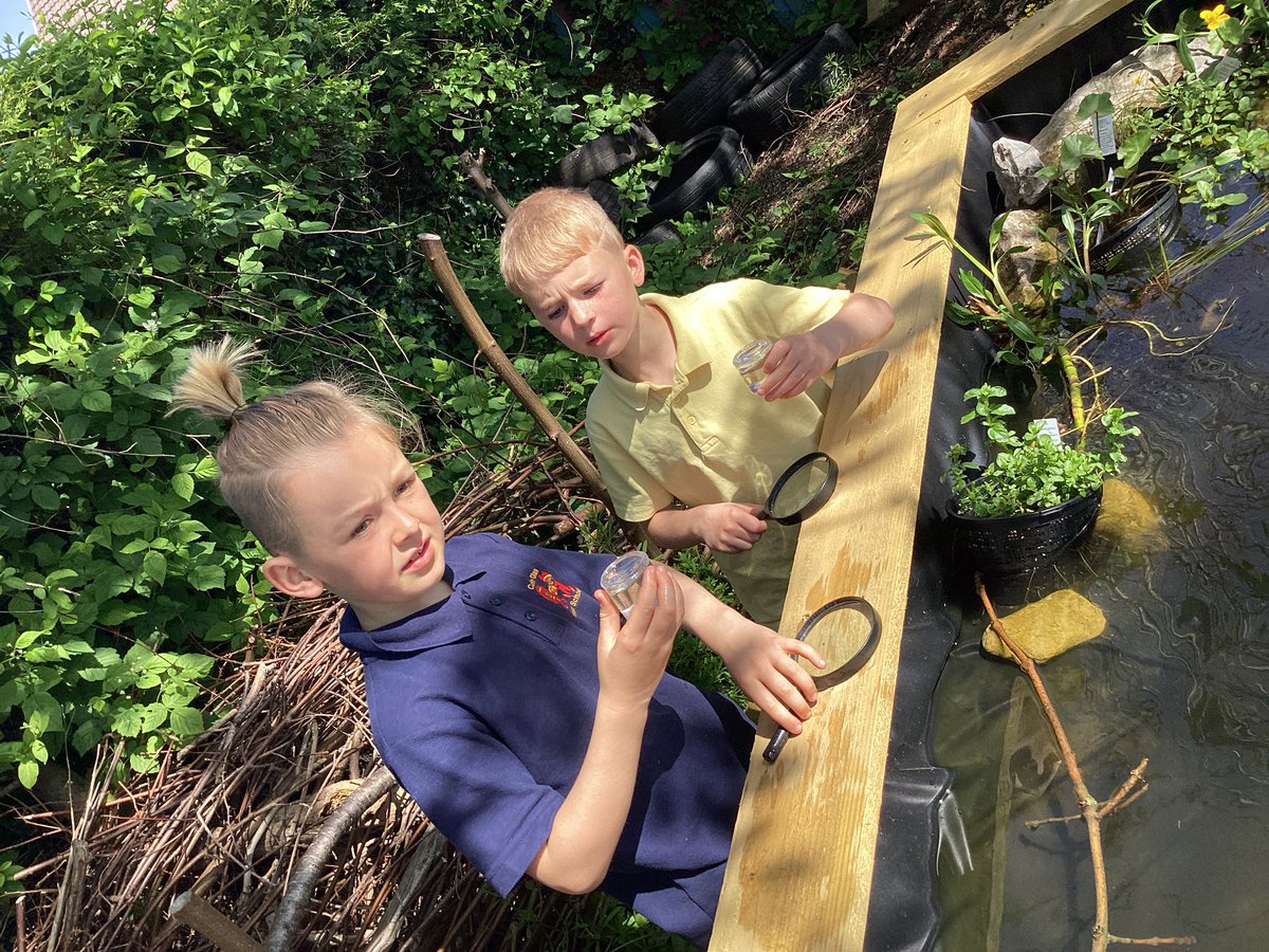 A beautiful sunny start to Eco Week!☀️We were the first class to try our hand at pond dipping. We already have worms, flatworms, fly larvae and rat tailed maggots in our pond! Bendigedig! <a href="/EcoCgi/">CGI-Eco</a>  #CGIWB #CGISCI