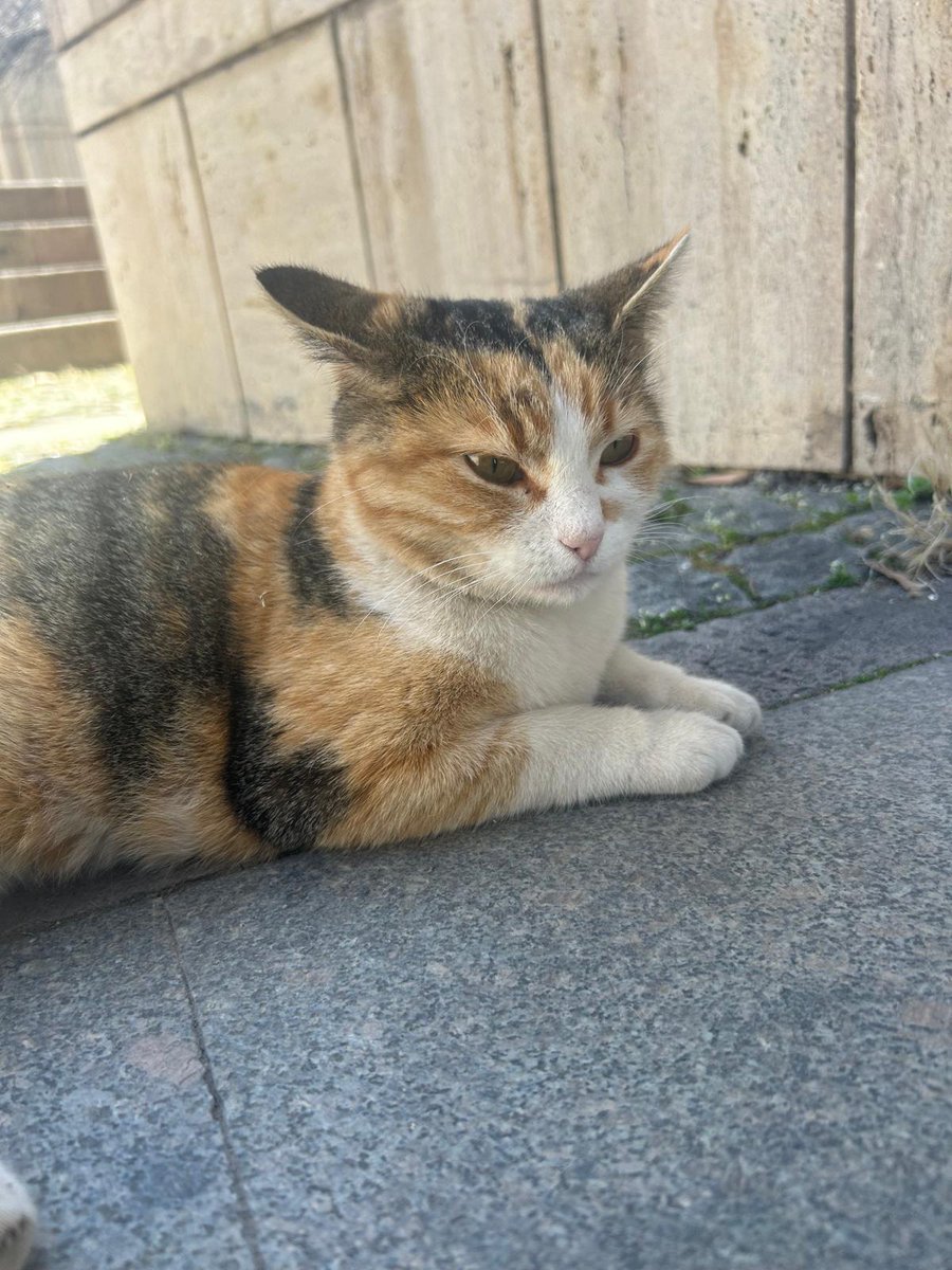 firuzan in a nutshell