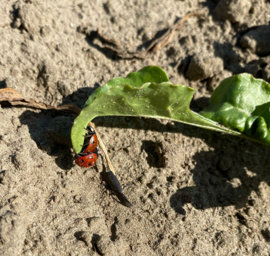 #Zevenstippelig #lieveheersbeestje volop te vinden in suikerbiet. Ze zetten de aanval op bladluis in. Des te meer reden om zoveel mogelijk #natuurlijke #vijanden te sparen, pas daarom op met pyrethroïden inzet. #Akker