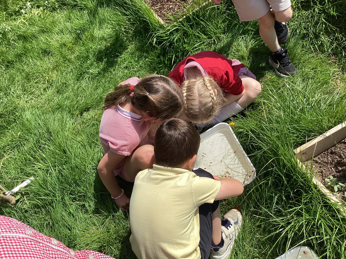 A beautiful sunny start to Eco Week!☀️We were the first class to try our hand at pond dipping. We already have worms, flatworms, fly larvae and rat tailed maggots in our pond! Bendigedig! <a href="/EcoCgi/">CGI-Eco</a>  #CGIWB #CGISCI