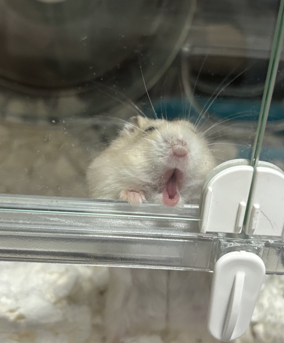 なさけないハムスターの写真選手権