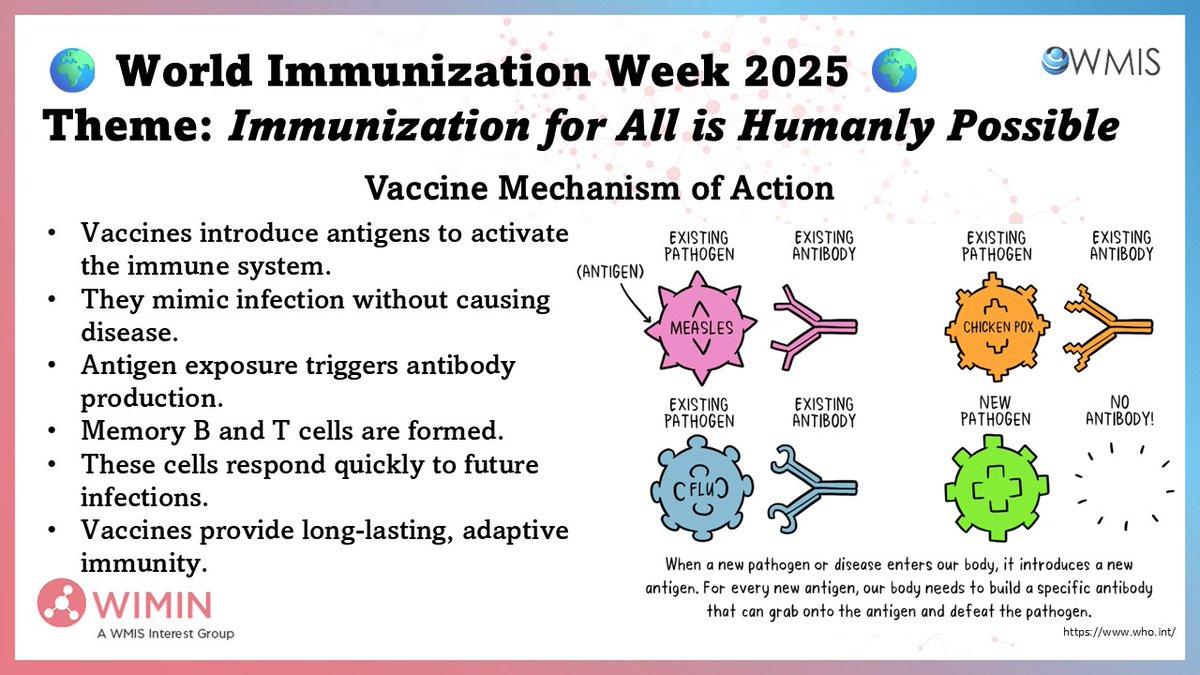 WIMIN_WMIS's tweet image. #WorldImmunizationWeek
Vaccines introduce antigens that trigger antibody production and memory cell formation.
They train the immune system to recognize pathogens—without causing disease—providing long-term, adaptive immunity.
#VaccinesWork #Immunology #WIMIN #WMIS
