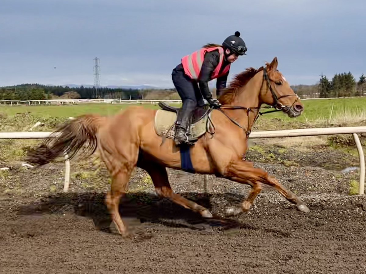 Johnnie Delta Racing (@jdeltaracing) on Twitter photo Rory runs <a href="/ayrracecourse/">Ayr Racecourse</a> this afternoon, <a href="/JimGoldieRacing/">Jim Goldie Racing</a>โs apprentice Lauren Young rides! Rory runs <a href="/ayrracecourse/">Ayr Racecourse</a> this afternoon, <a href="/JimGoldieRacing/">Jim Goldie Racing</a>โs apprentice Lauren Young rides!