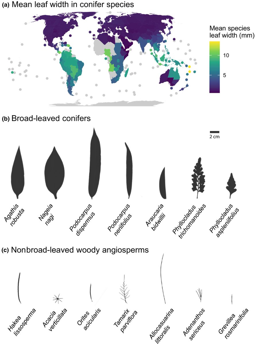 New Phytologist (@newphyt) on Twitter photo The false conifer vs broad-leaf dichotomy has implications for research and modelling
Johnson et al. <a href="/KatePlantPhys/">Dr. Kate Johnson</a> <a href="/Helena_Valli/">Helena Vallicrosa</a> <a href="/matildajmbrown/">Dr. Matilda Brown</a> <a href="/katyabandow/">Katya Bandow (🦋 @botanykat)</a> <a href="/CREAF_ecologia/">CREAF</a> <a href="/WSL_research/">WSL Umweltforschung @wslresearch.bsky.social</a> <a href="/EPFL_en/">EPFL</a> @KewScience <a href="/UTAS_/">University of Tasmania</a> <a href="/Sciences_UTAS/">Sciences and Engineering at University of Tasmania</a> <a href="/CoEPlantSuccess/">ARC Centre of Excellence for Plant Success</a>
📖 nph.onlinelibrary.wiley.com/doi/10.1111/np… The false conifer vs broad-leaf dichotomy has implications for research and modelling
Johnson et al. <a href="/KatePlantPhys/">Dr. Kate Johnson</a> <a href="/Helena_Valli/">Helena Vallicrosa</a> <a href="/matildajmbrown/">Dr. Matilda Brown</a> <a href="/katyabandow/">Katya Bandow (🦋 @botanykat)</a> <a href="/CREAF_ecologia/">CREAF</a> <a href="/WSL_research/">WSL Umweltforschung @wslresearch.bsky.social</a> <a href="/EPFL_en/">EPFL</a> @KewScience <a href="/UTAS_/">University of Tasmania</a> <a href="/Sciences_UTAS/">Sciences and Engineering at University of Tasmania</a> <a href="/CoEPlantSuccess/">ARC Centre of Excellence for Plant Success</a>
📖 nph.onlinelibrary.wiley.com/doi/10.1111/np…