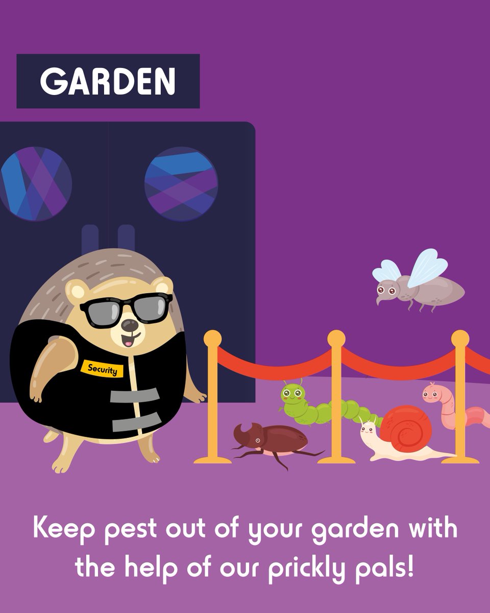 Did you know hedgehogs are natural pest controllers? They feast on garden pests helping to keep your garden healthy! By welcoming hedgehogs, you can reduce the need for chemical pesticides, protecting both the environment and other wildlife🦔💜