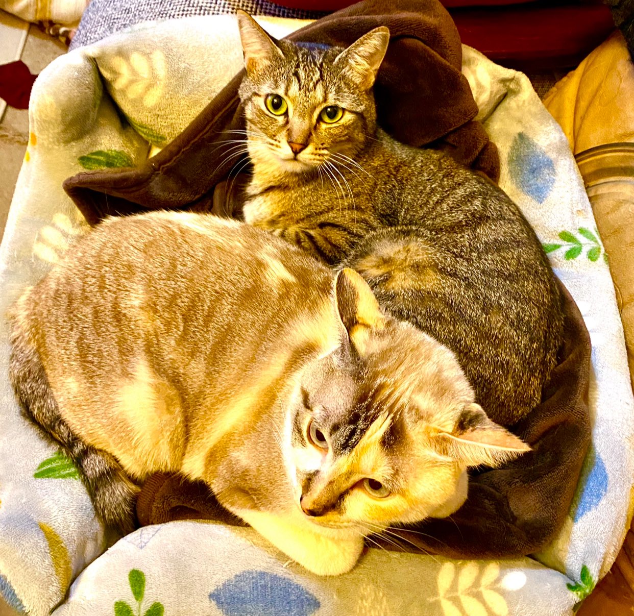猫教授 on X: 猫教授 on X: