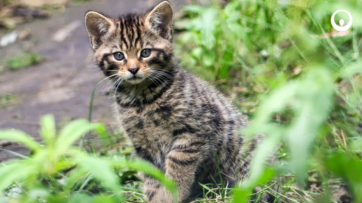 Veolia UK (@veoliauk) on Twitter photo Protecting Britain's biodiversity is at the heart of what we do 💚 The Veolia Environmental Trust has funded <a href="/WildwoodTrust/">Wildwood Kent</a> to help them expand their vital breeding facilities for endangered wildcats. Together, we're working to return these rare animals to the UK by 2027🐱 Protecting Britain's biodiversity is at the heart of what we do 💚 The Veolia Environmental Trust has funded <a href="/WildwoodTrust/">Wildwood Kent</a> to help them expand their vital breeding facilities for endangered wildcats. Together, we're working to return these rare animals to the UK by 2027🐱