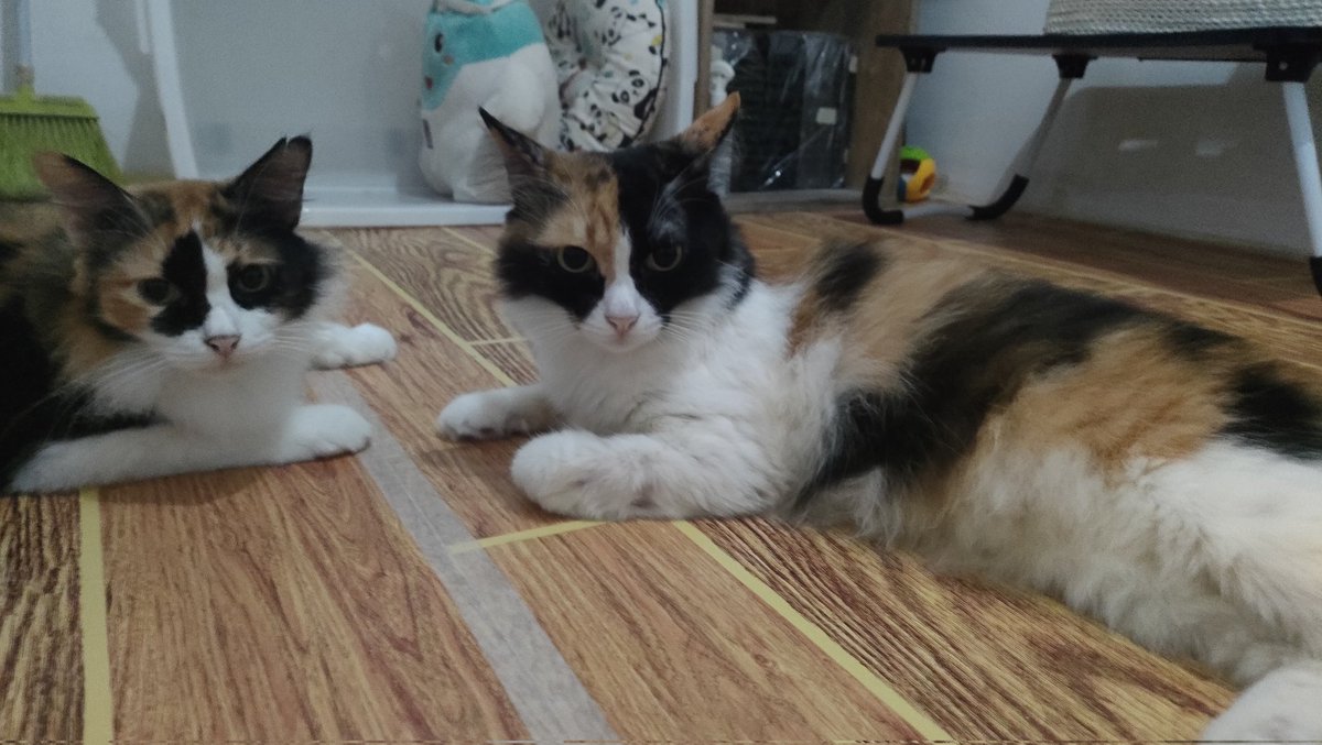 cisithecat's tweet image. duo cantik ku ♥️
