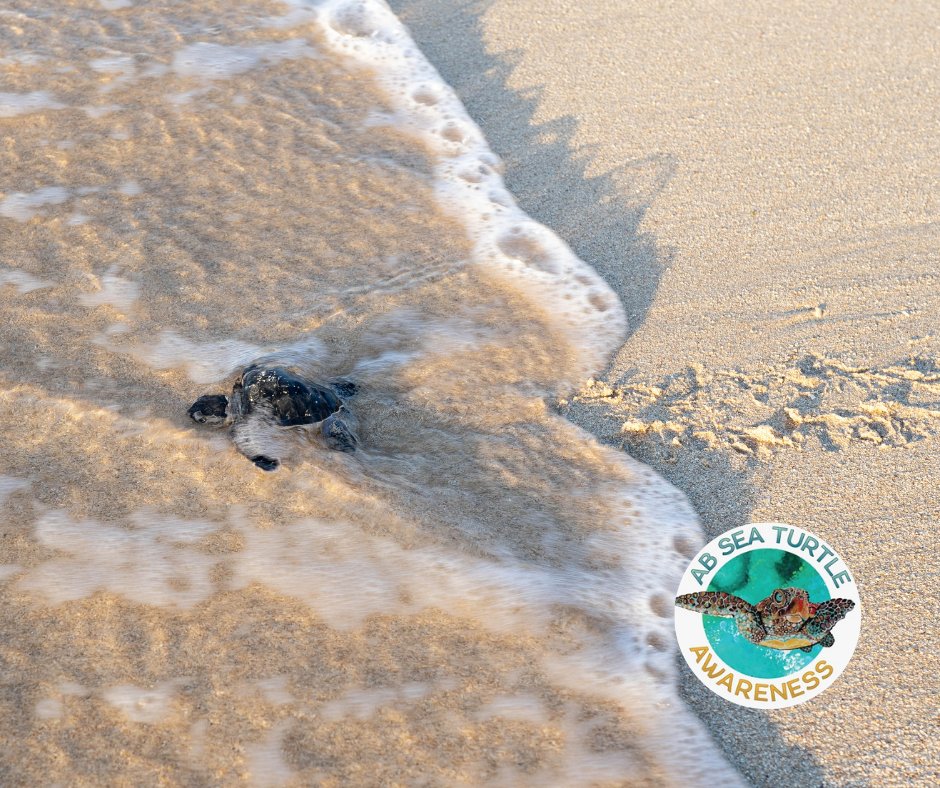 ABSeaTurtles's tweet photo. The race for survival begins!
Sea turtle hatchlings crawl to the sea and swim nonstop, escaping predators near shore.
Their first swim, called the "swim frenzy," is critical for survival.
Protect nesting beaches — every hatchling counts! 🐢💙
#SeaTurtle #Conservation #antiguaNice https://t.co/X65s7OMmBS