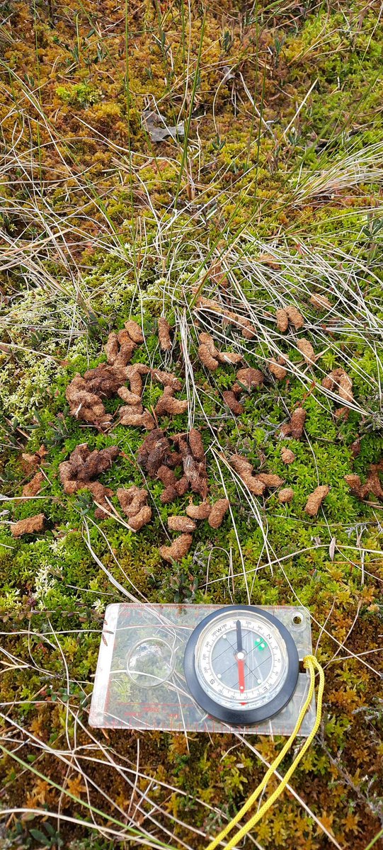 Aktiivne võimalus loodusteaduses käsi valgeks saada või teadmisi kinnitada: osale metsise seiramise talgutel mai lõpus ja juunis Soomaal. Lisainfo ja kirja panek: talgud.ee/talgud/tulevas…

#talgud #teadus #loodus