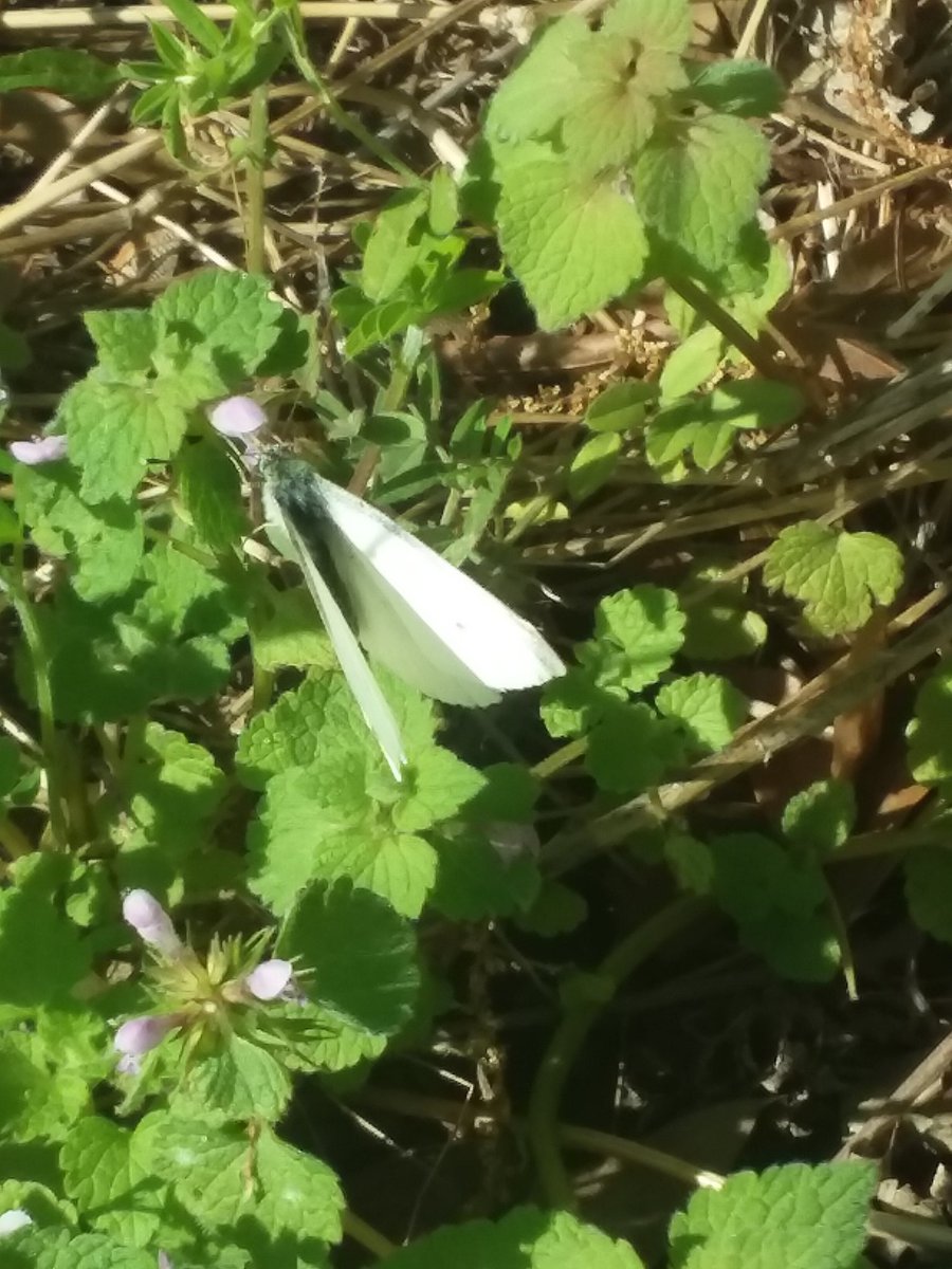 Good morning☕☀️/afternoon/evening.🍵🌙. 
Wishing everyone a marvelous #Monday . 
Be safe and well. 

#HappyNewWeek
🌱🦋☘🐞🍀
#spiritual #butterfly #nature #peaceful #photos