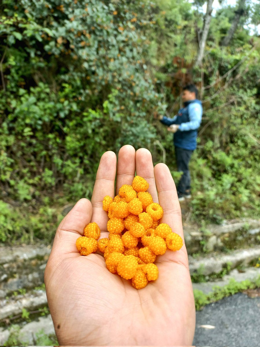 मौसमी फल मौका मिले सम्म चाख्दै गर्नुपर्छ।।