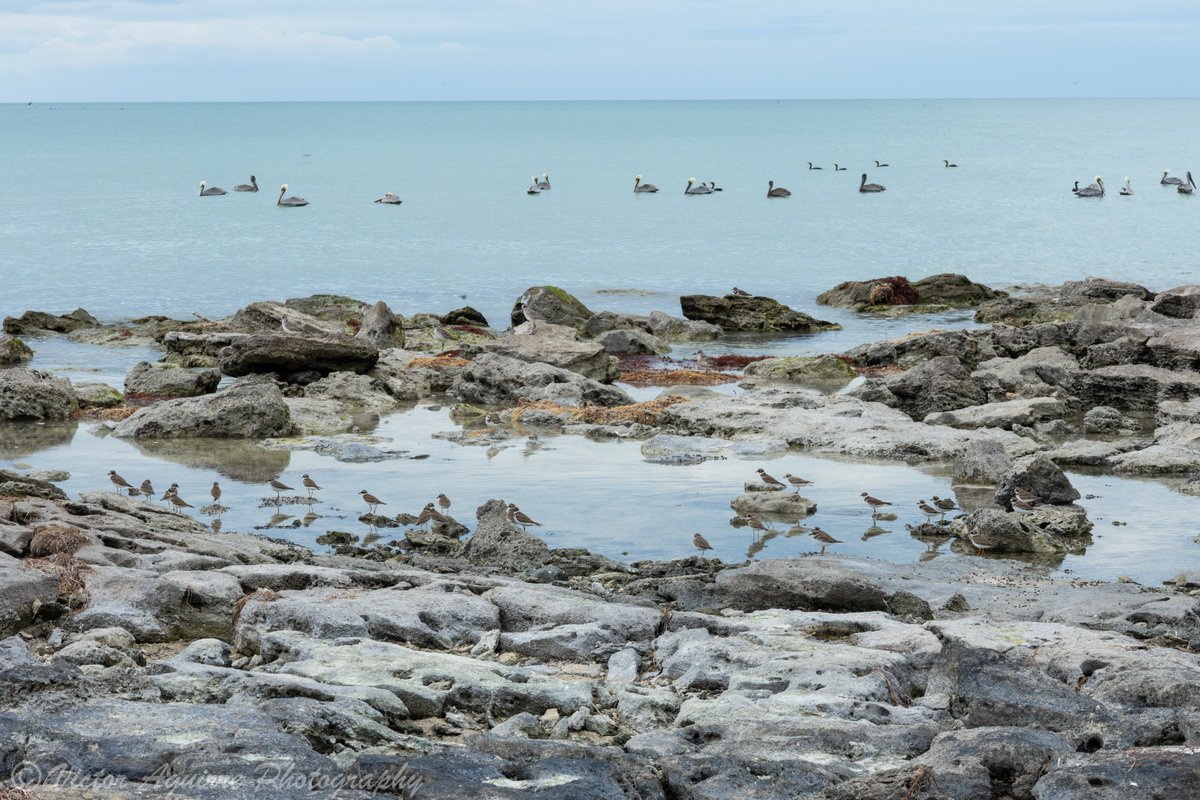 VicksZX's tweet image. Magical Vacations at Campeche #campeche #MexicoMagico #touristadventures #travel #NaturePhotography