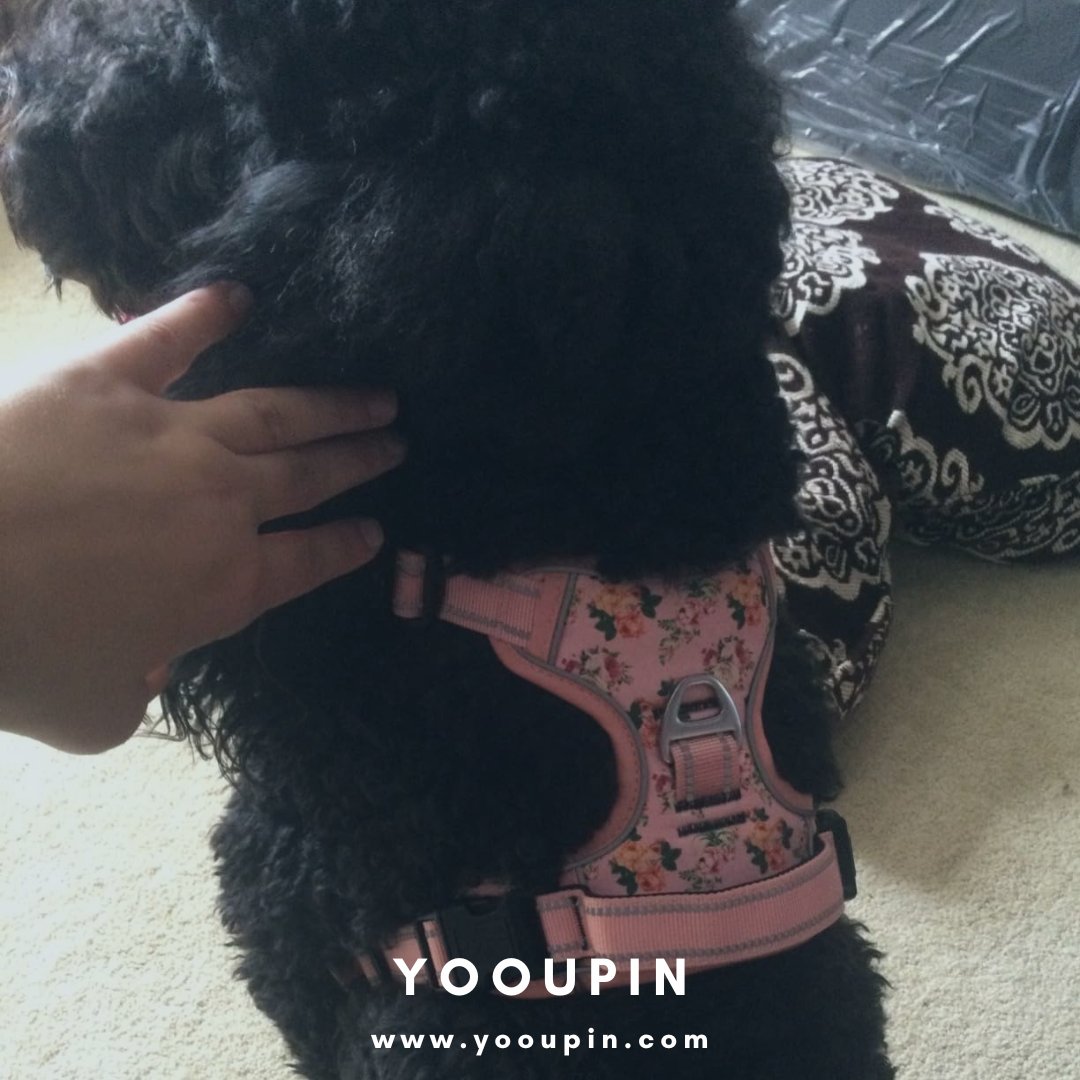 Pink is so cute! 🎀🍓

Meet this furry little one who’s the ultimate mall stylist in our pink fruity 6-piece set – because paws deserve a plus-1 when shopping! 🛍️🐾

Why pet owners are obsessed:
✅Pink fruity patterned harness (with soft padded shoulder straps!)
✅