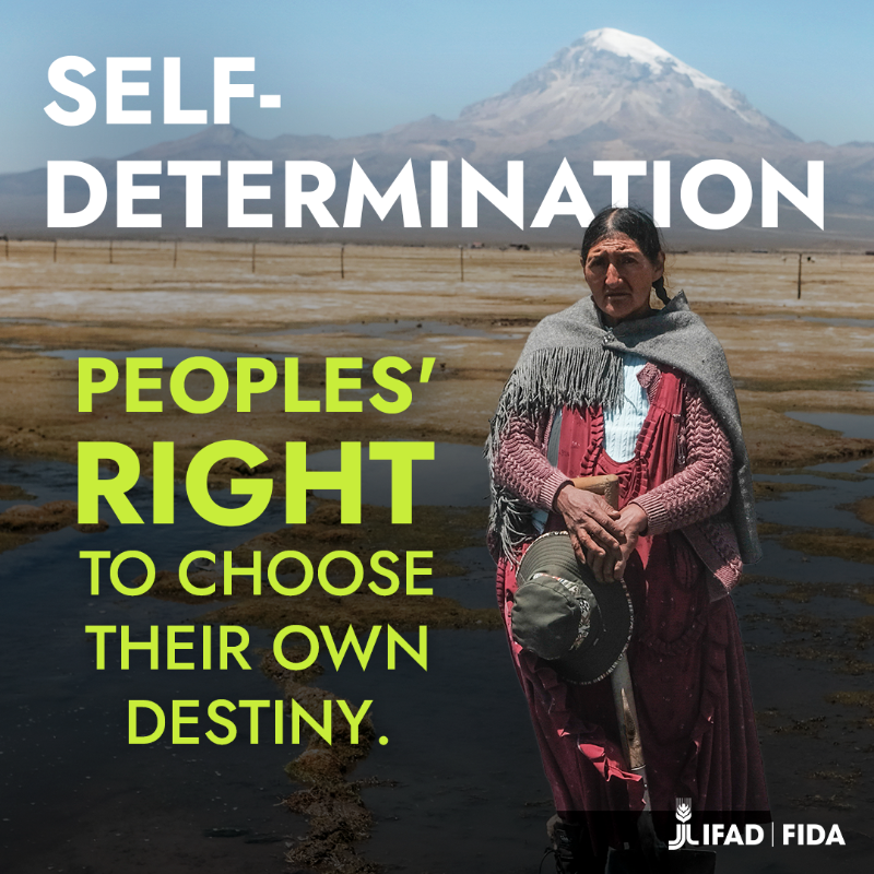 IFAD's tweet photo. We all have the right to decide our own destinies.

For Indigenous Peoples, this right also means ensuring food security for all.

Discover how their leadership can guide us ⬇️