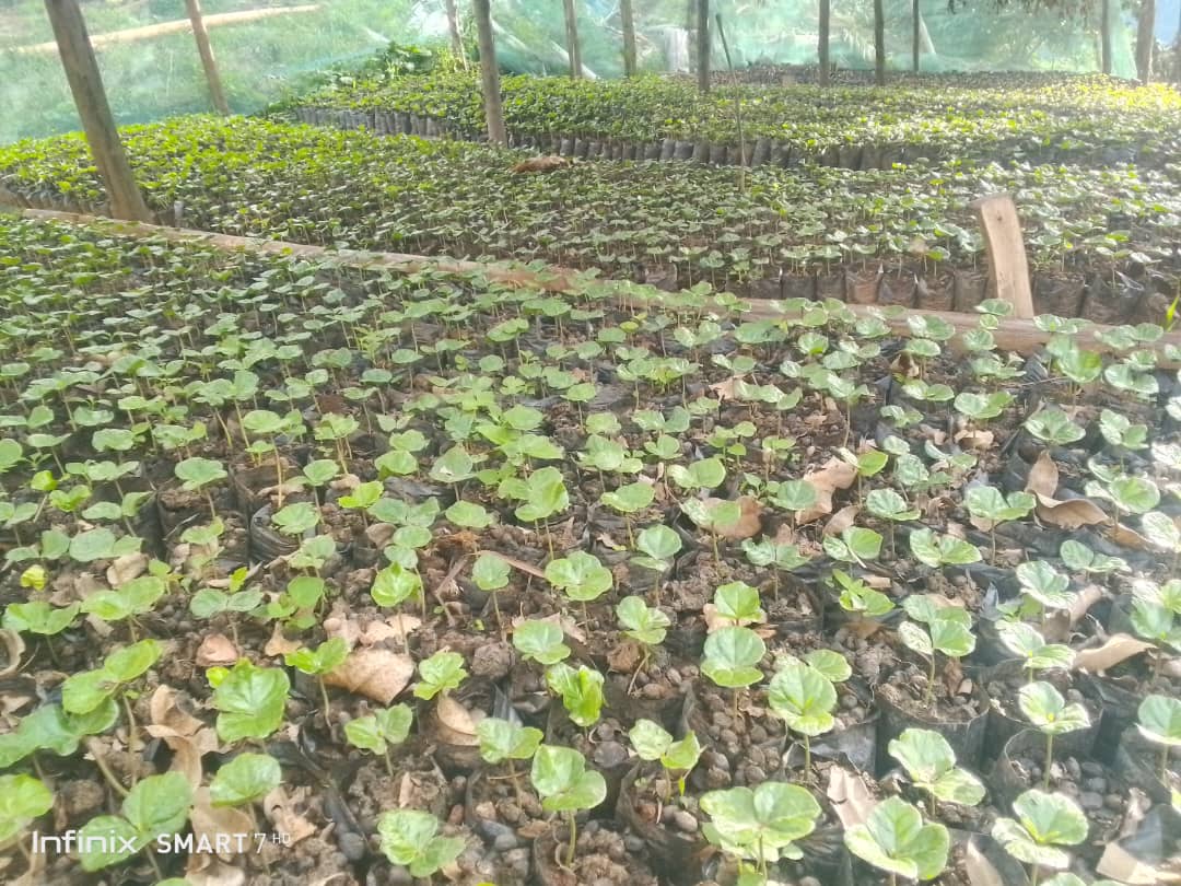 For the upcoming September planting season, we're coming in a big way. Watch this space.