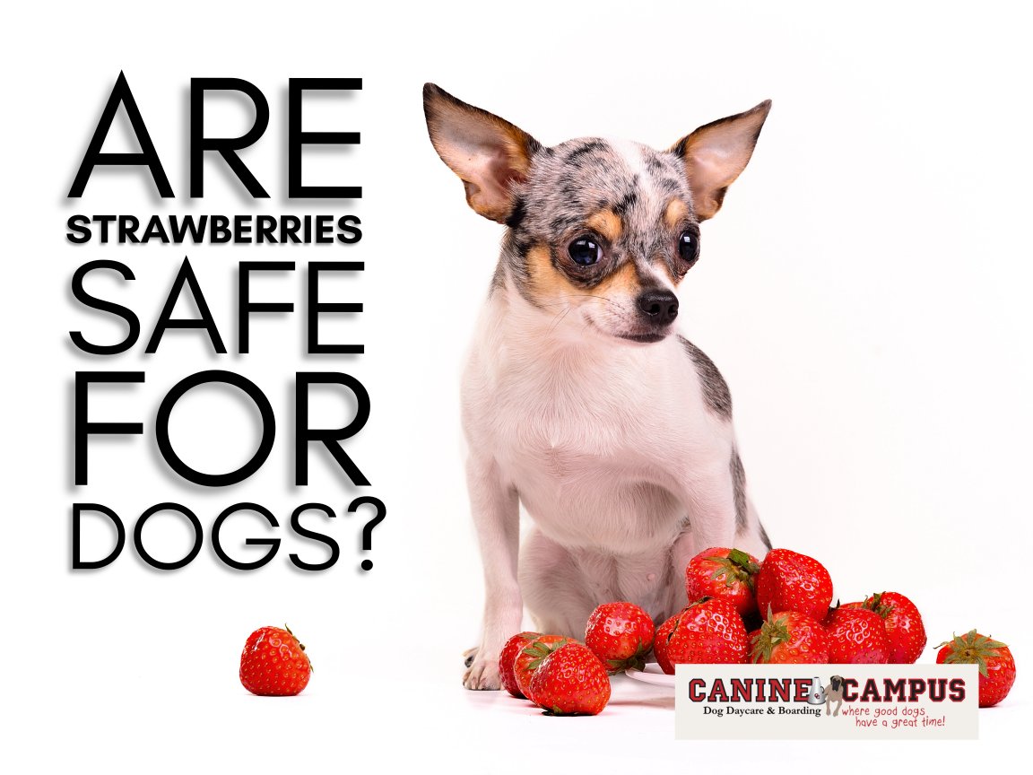 CanineCampusCO's tweet image. 🍓🐶 Can dogs eat strawberries? The answer might surprise you! Discover the benefits, risks, and the safest way to share this juicy treat with your pup. 🐾❤️
Read now: caninecampus.us/are-strawberri…
#DogHealth #SafeForDogs #StrawberriesForDogs #DogLovers #HealthyPup