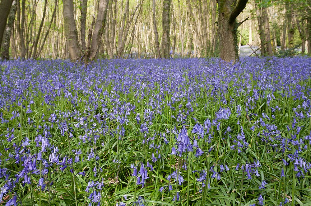 #MondayMotivation

Bluebell season is here! 💙

During the next month or so, these beautiful woodland flowers will be a highlight of any springtime walk. 😊

📷 Chris Gilbert