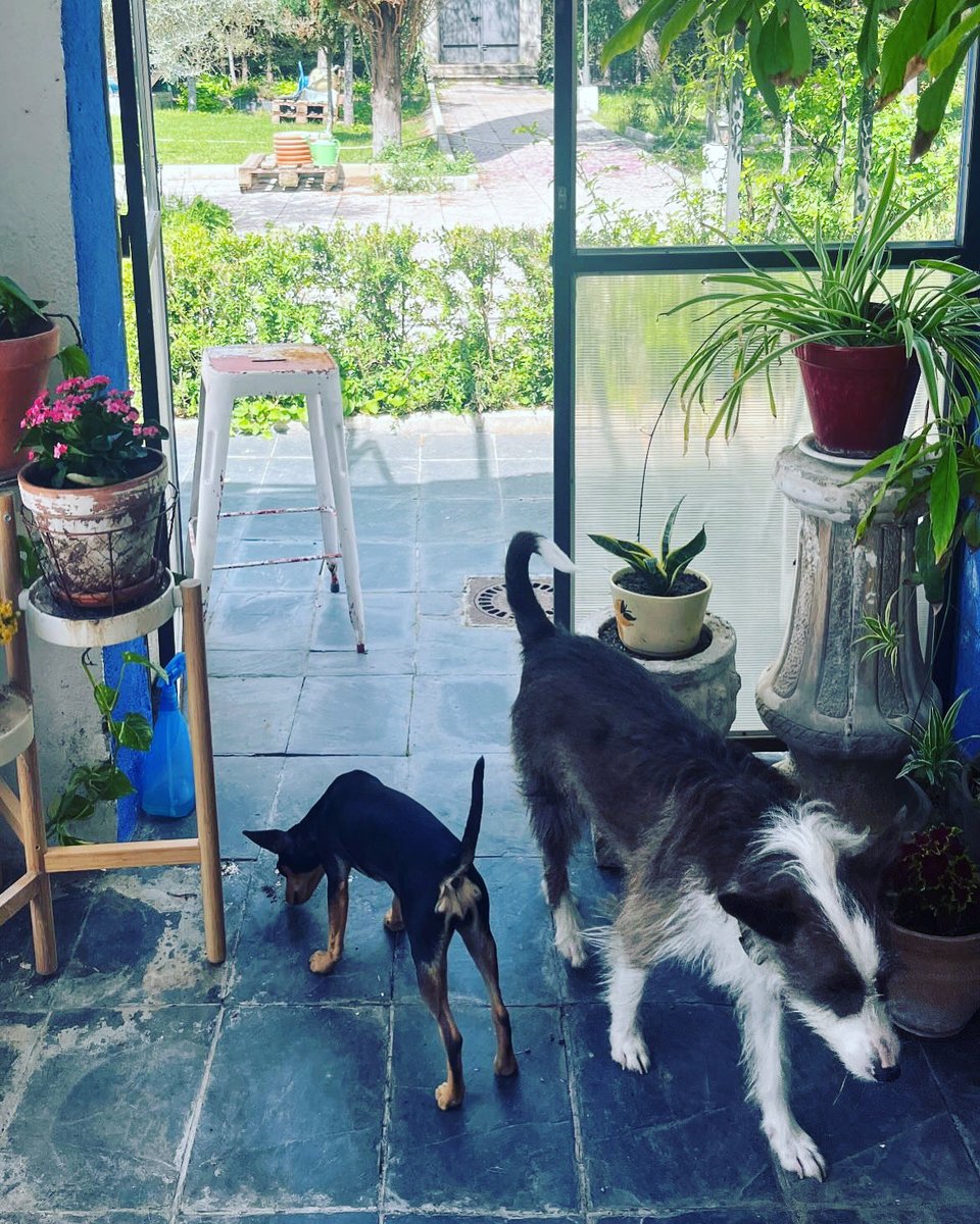 Un perrito y dos perritos ❤️