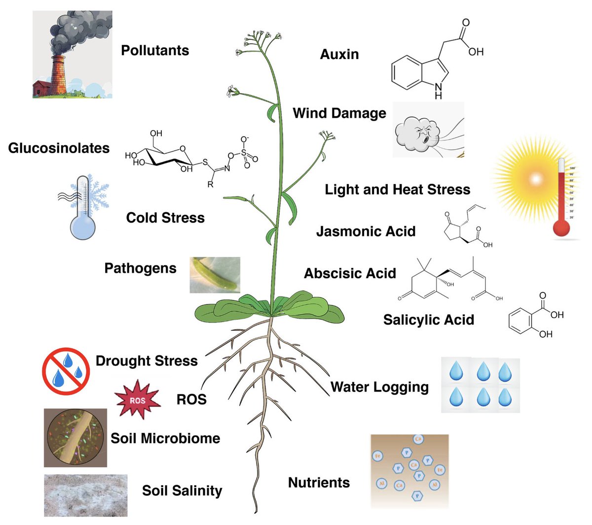 New research is uncovering auxin's powerful role in helping plants survive heat, drought, and salinity stress. Could this tiny hormone hold the key to more resilient crops? 🌱

To find out more read the review  → bit.ly/4lkp8PS 

#PlantScience #Auxin #Drought