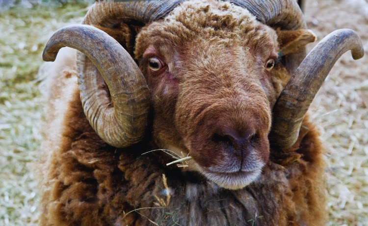 Meet the million-dollar sheep—a woolly investment that’s worth more than luxury cars and mansions. 🐑💰
#sheep #expensive #animals 
Read more here👇
usopman.com/2025/04/most-e…