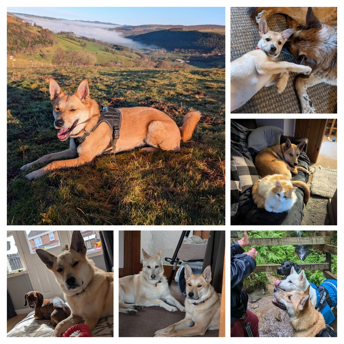 Happy 3rd birthday to the best pupper! 🎊🐕