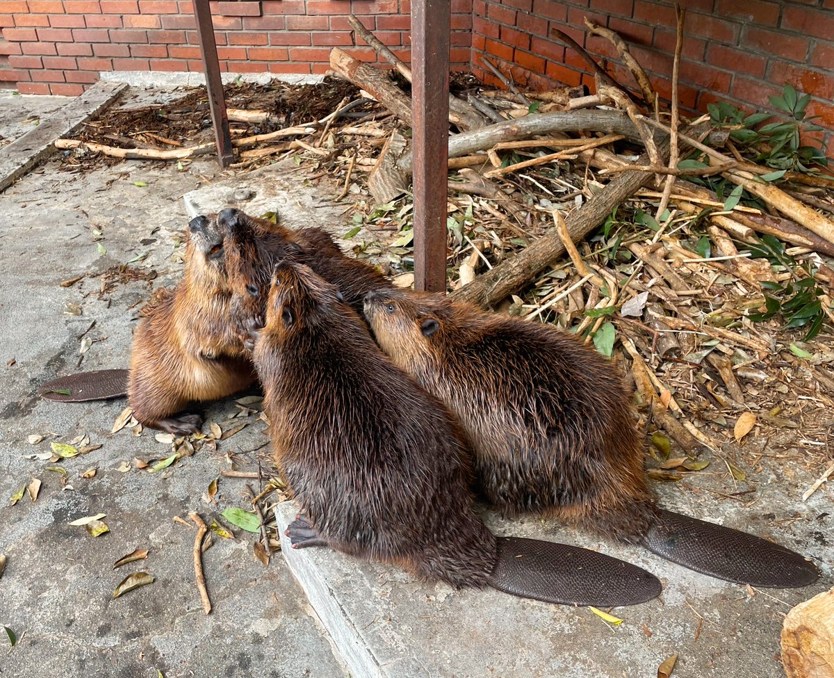 ヒノトントンZOO（羽村市動物公園） tweet media