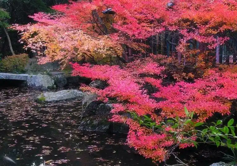 hugoespinola_'s tweet image. . @soon_svm #SOONISTHEREDPILL Developers, rejoice! SOON_SVM enables you to build complex dApps with its multi - threaded SVM. Unleash your creativity. What kind of innovative dApp would you build? #SOON_SVM #DeveloperFriendly