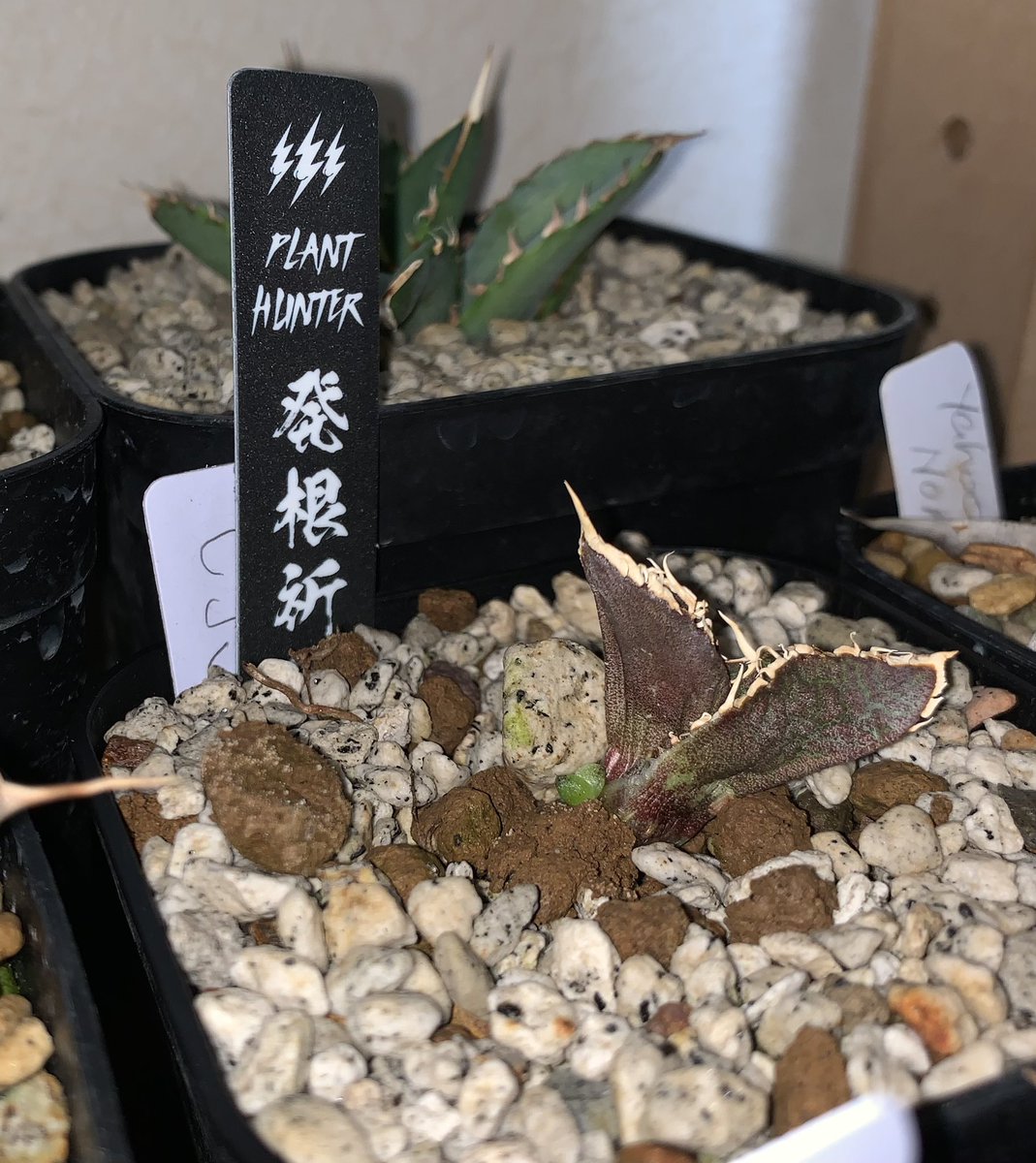 CJSP復活した…
発根しなくて死んだと確信してたけど発根祈願刺してたら、まさかの仔株ウェーイしてるわ
しかもdouble…
感動…