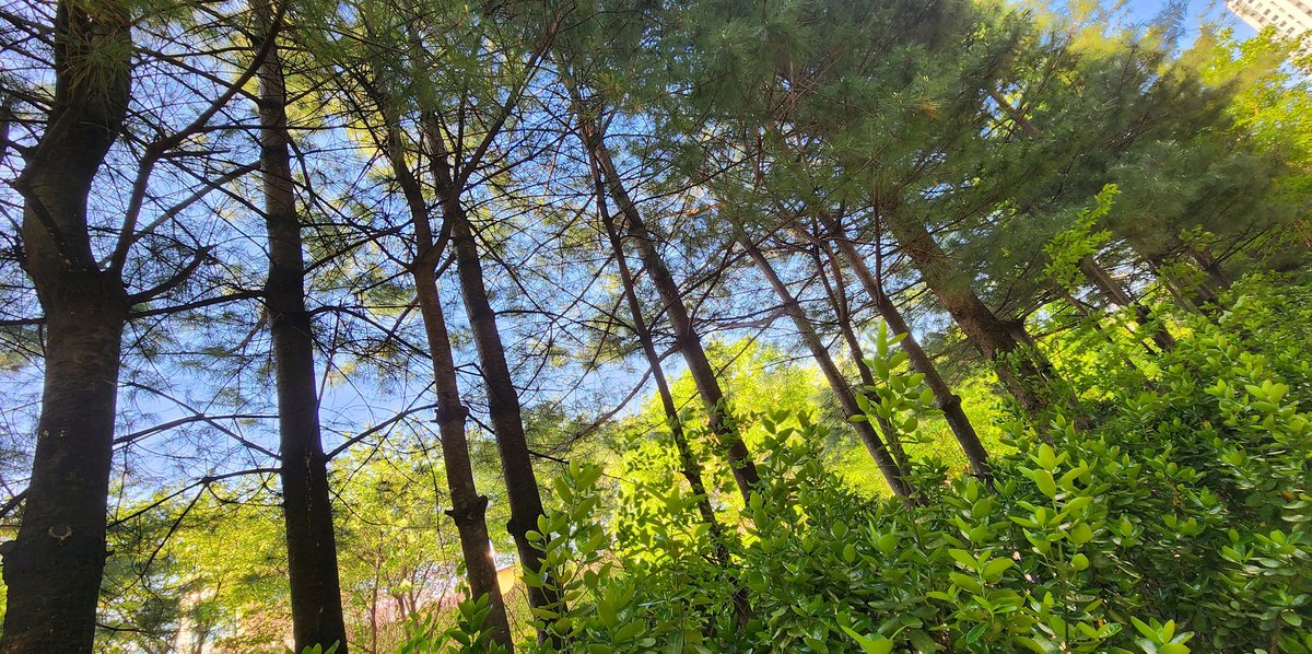 5월 연휴 끝나면
회사 업무 바빠지는 거 1000% 확정이네 😂
그래도 퇴근길에 주기적으로
치유받는다~✨️❤️
🌻🌳⚘️